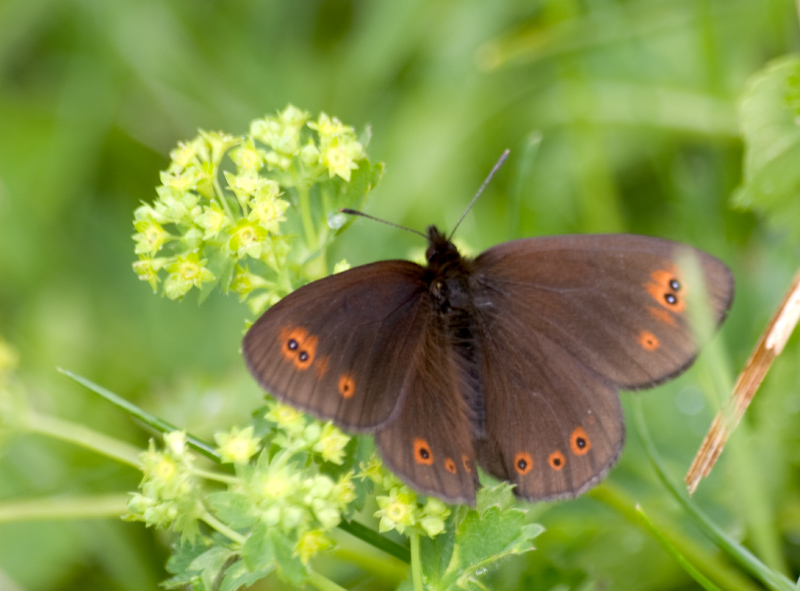 Erebia medusa ed Erebia cassioides (Nymphalidae Satyrinae)